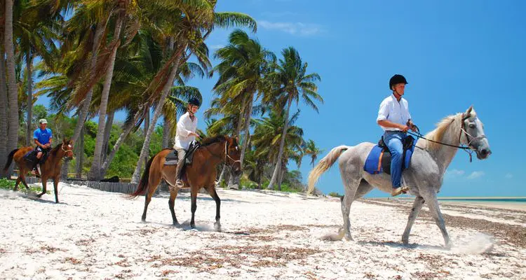Horses 1