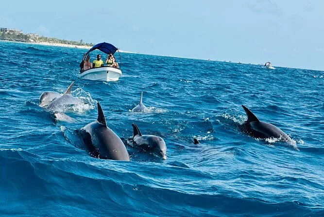 Zanzibar Weather in January: Complete Travel Guide 14 dolphin tours