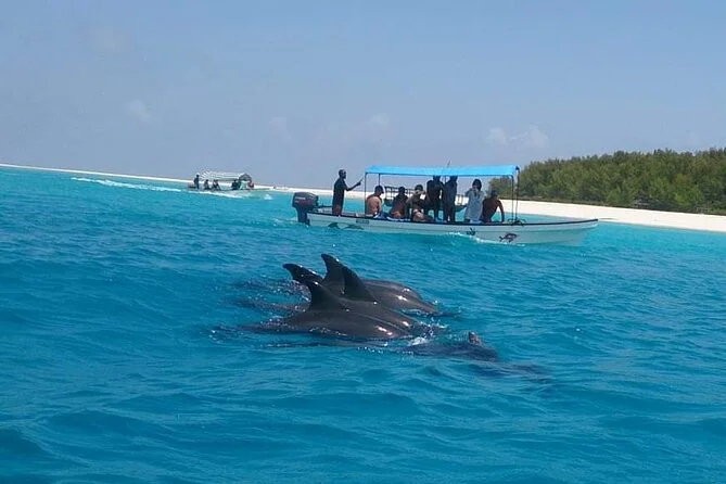Weather in February: Temperature, Rain & Travel Guide 60 dolphine tour zanzibar 2