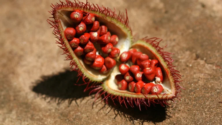 spice farm tour zanzibar