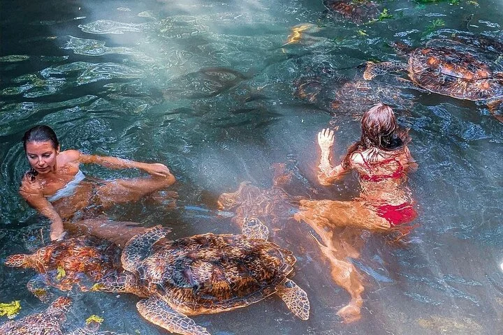 turtles 1