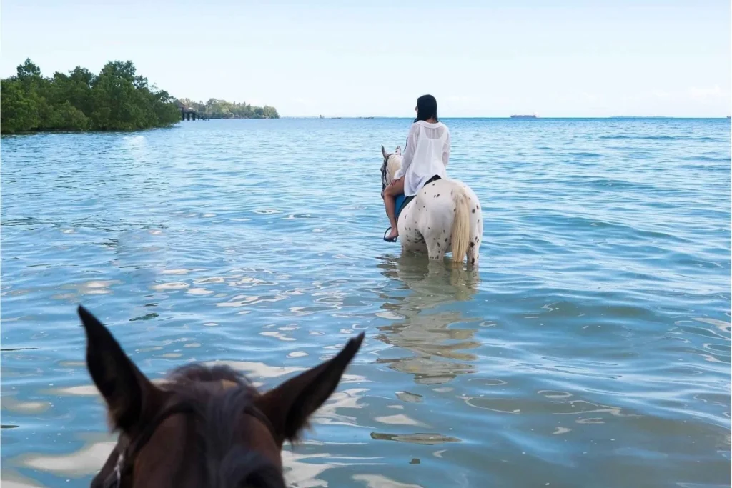 zanzibar horseback riding and turtle swimming tour 4806292
